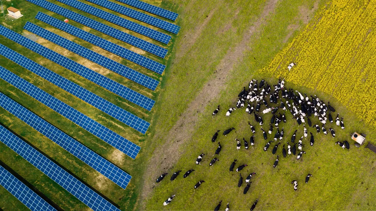 Es wird aus der Vogelperspektive ein Solarpark mit landwirtschaftlicher Nutzung dargestellt. 