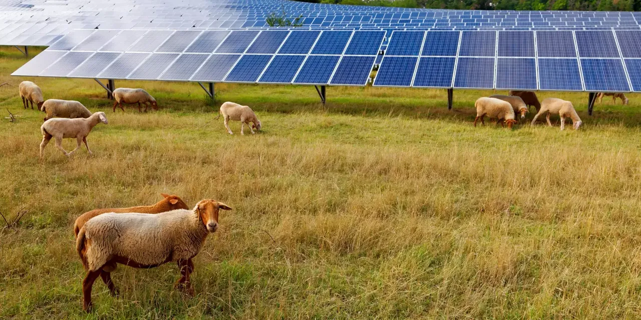 klimaVest: Solarpark mit Schafen.
