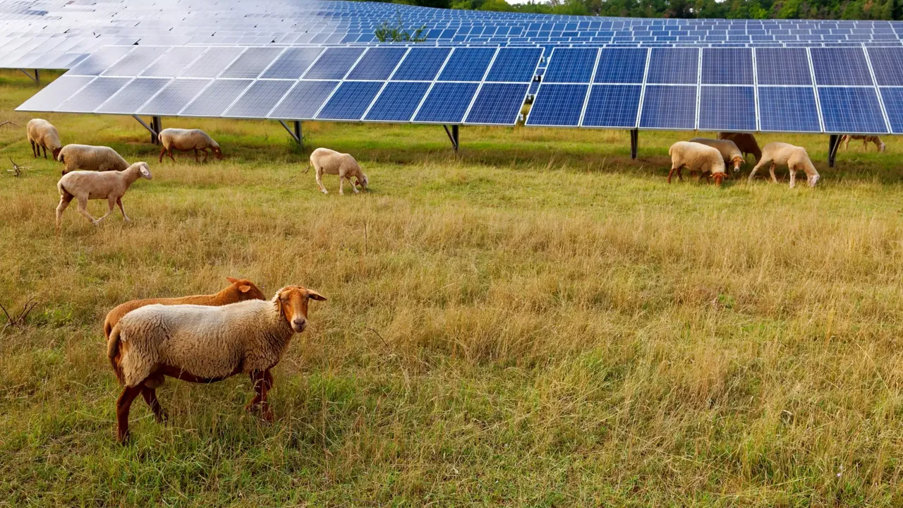 klimaVest: Solarpark mit Schafen.