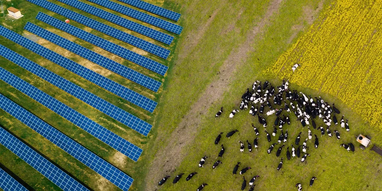 Es wird aus der Vogelperspektive ein Solarpark mit landwirtschaftlicher Nutzung dargestellt. 