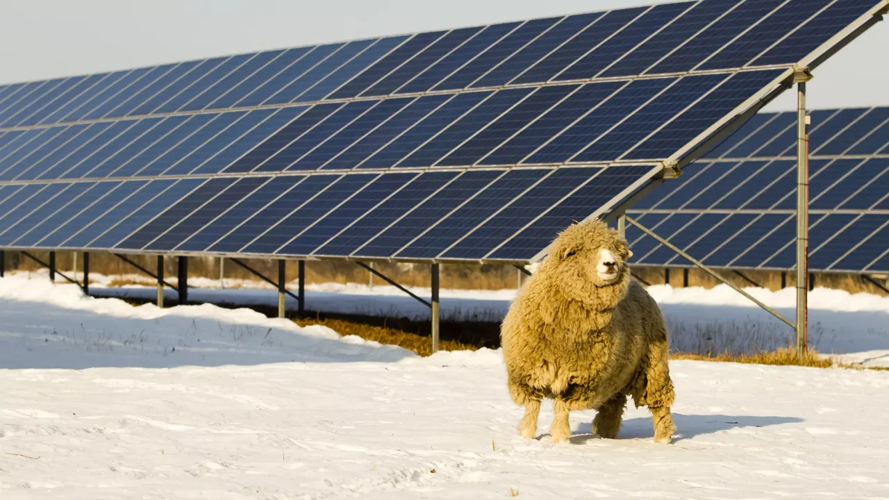 Picture of a sheep with a long coat in front of a snow-covered landscape with a photovoltaic system