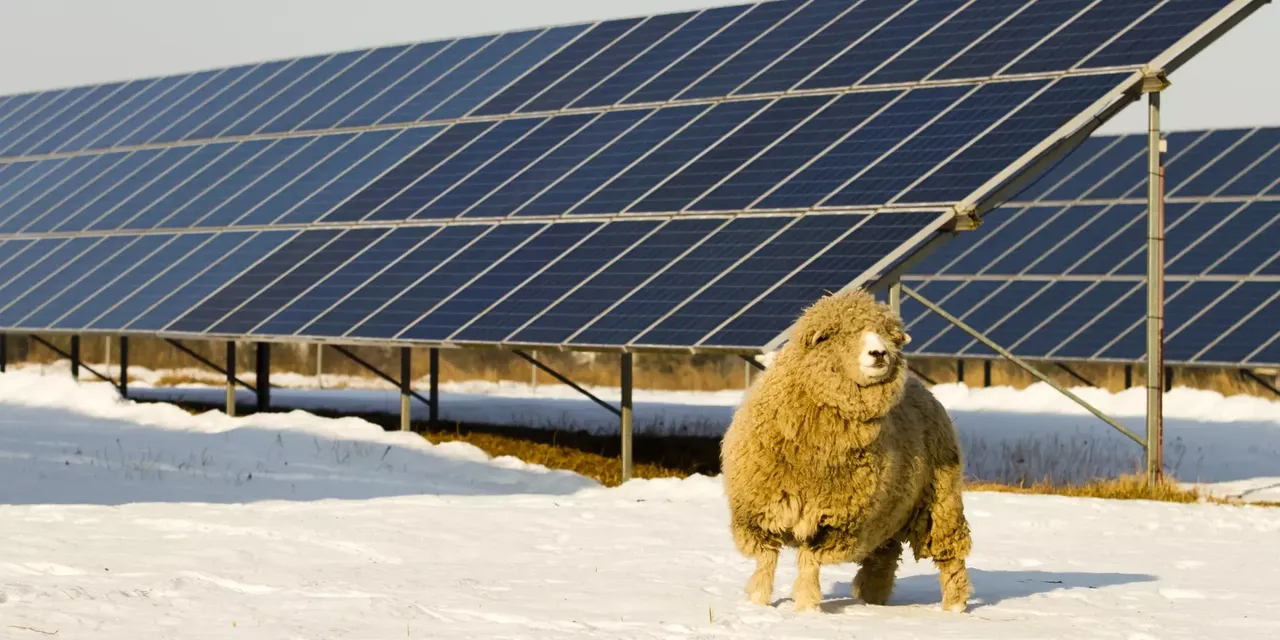 Picture of a sheep with a long coat in front of a snow-covered landscape with a photovoltaic system