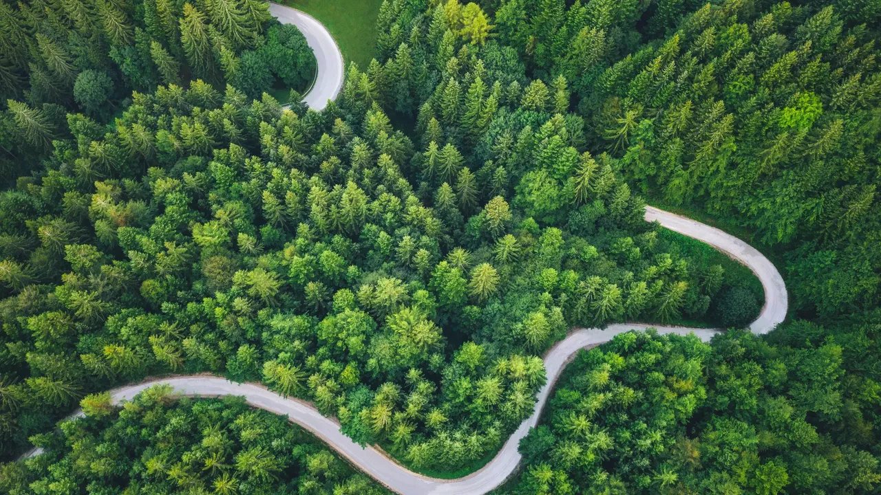klimaVest: Eine
  Straße, die durch den Wald verläuft, aus der Luft fotografiert.
