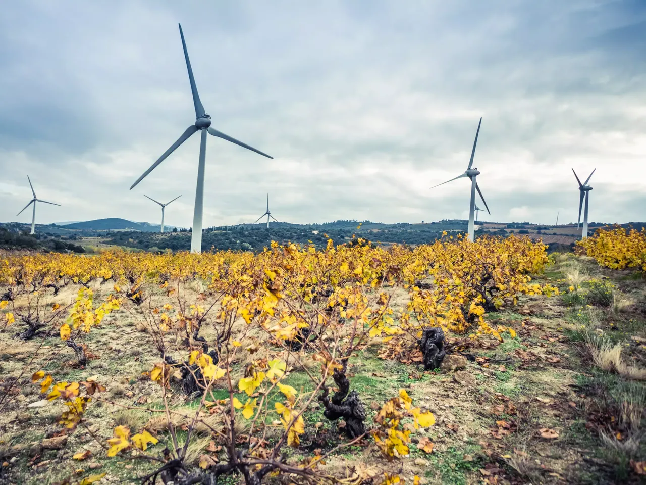Es wird in einem Blumenfeld der klimaVest Windpark Fenouilledes in Frankreich dargestellt.
